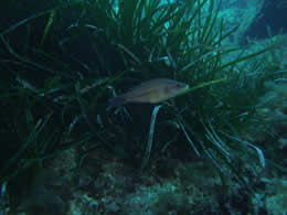 fish in grass underwater